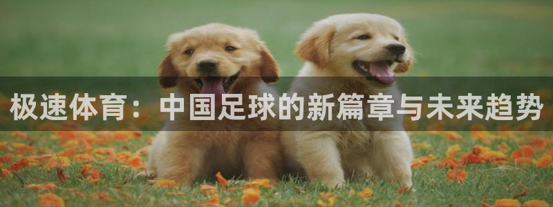 虎头鲸鱼
