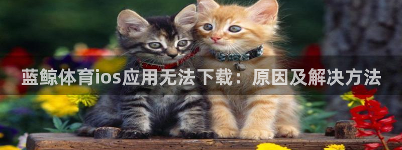 大海鲸鱼视频
